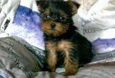 Akc Tea Cup Yorkie Puppies