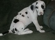 Adorable Great Dane Puppies For Adoption